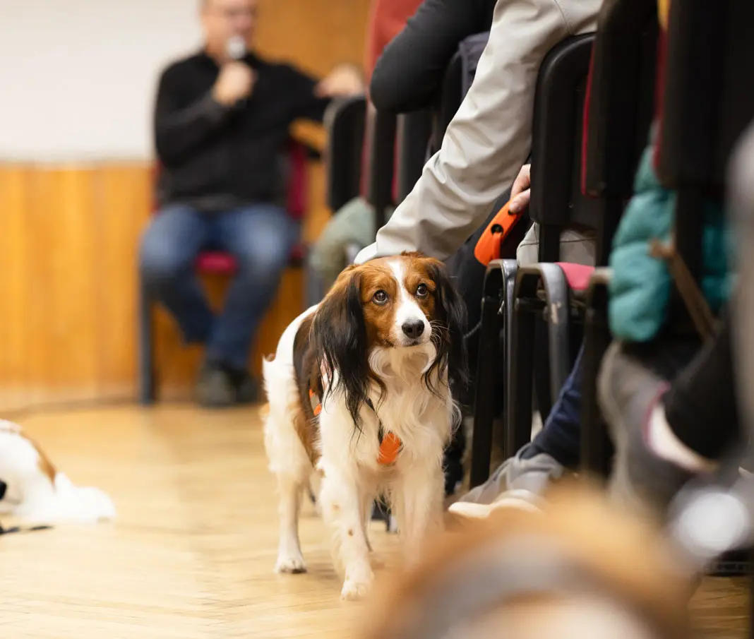 Plemeno Kooikerhondje